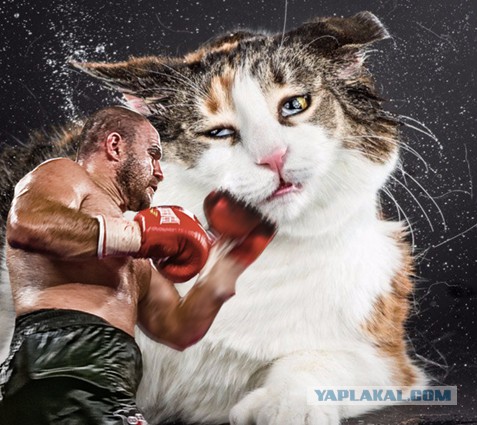 Котики отряхиваются от воды