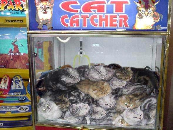 Коты, кошки, котята