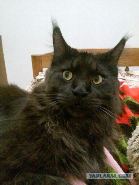 Пост невероятной кошачьей красоты. 25 фот.