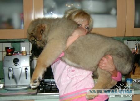 Щенки, которые выглядят как медвежата.