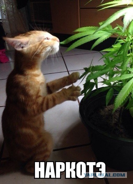 Скотинки - Животинки
