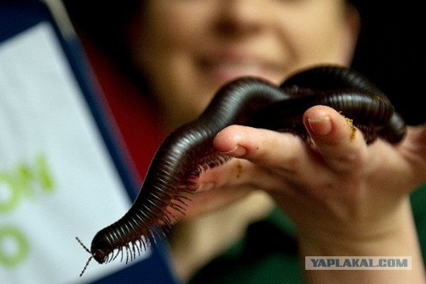 Вот это крабы в Австралии