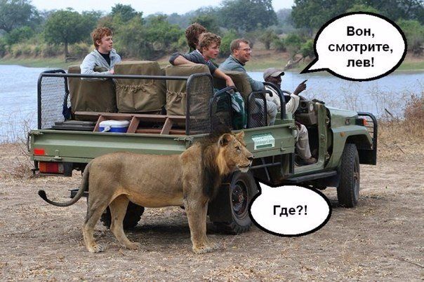 Фотографии льва за мгновение до атаки на фотографа.