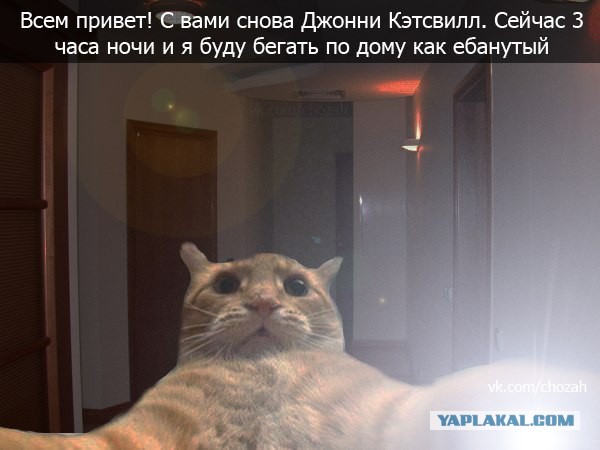 Любителей селфи высмеяли