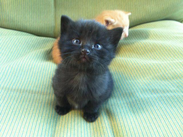 Коты из сети