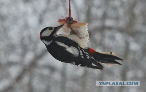 "Поставил кормушку за окном и всю зиму фотографировал птиц, которые прилетали покушать"