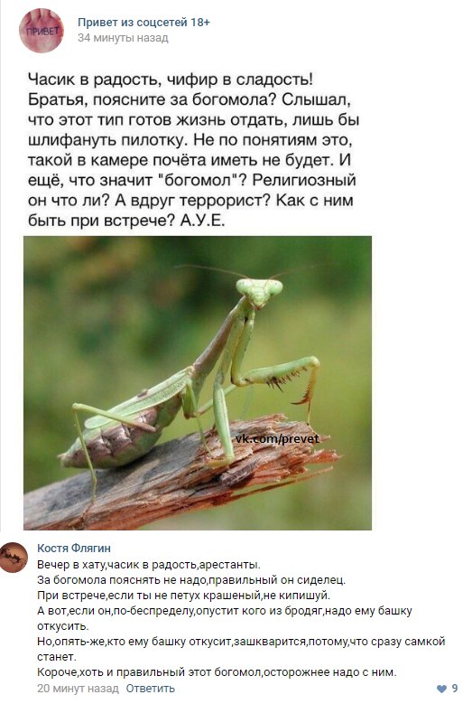 Ужасы и приколы из соцсетей 18+