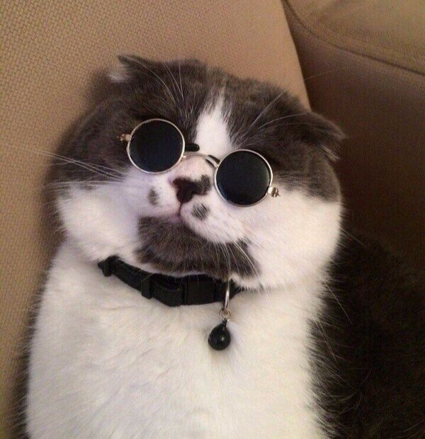 Коты и Кошки