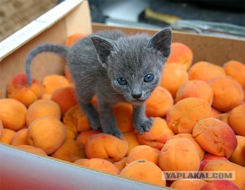 Котовторник на ЯПлакал!