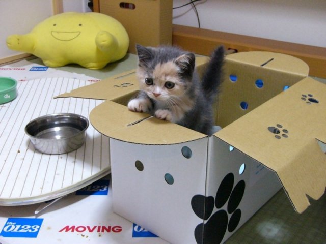 Котовторник на ЯПлакалъ 08.07.2008
