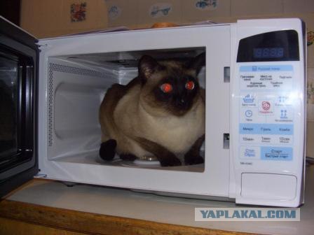 Рыжий котовторник на ЯПлакал!, Смотрим  и добавляем!