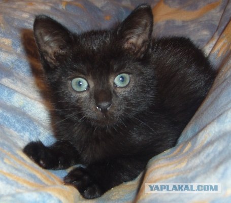 Уррааа! Котовторник на ЯПлакалъ!
