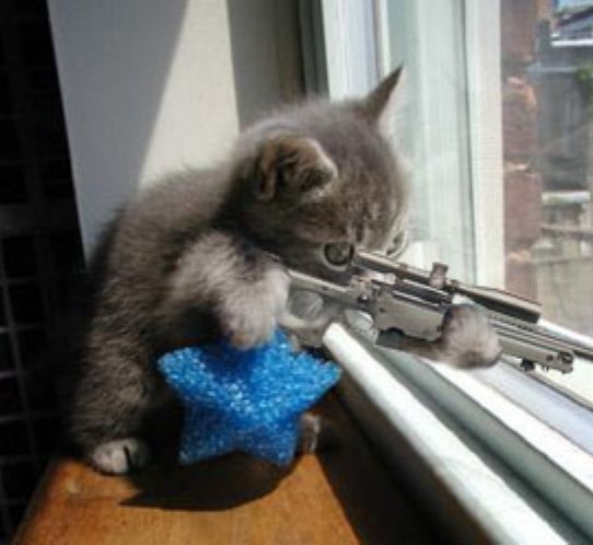 Кошак в шоке