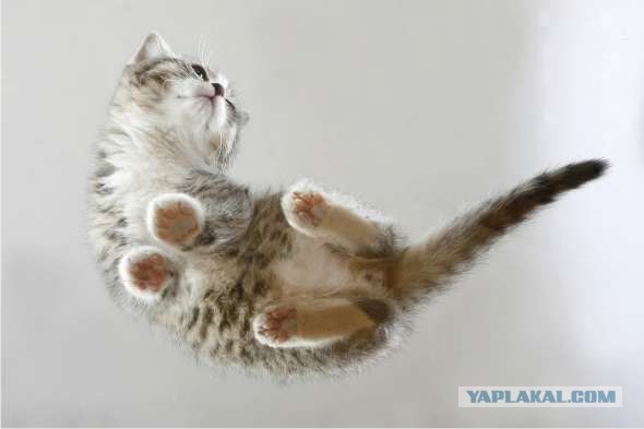 Lolcats - котовторник 33 лолокота!