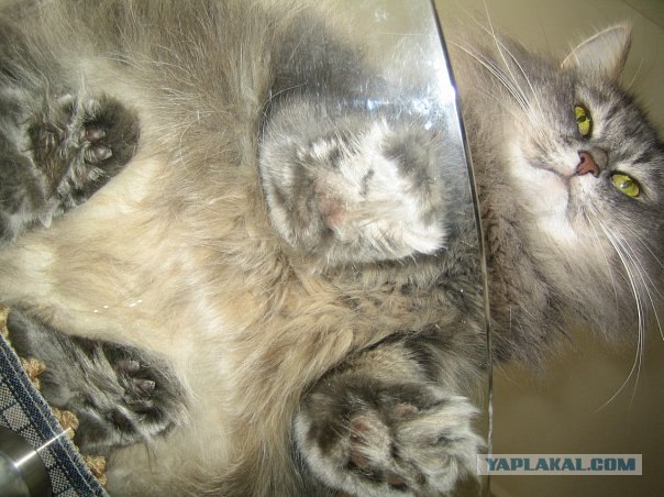 Сегодня котовторник, а котиков все нет