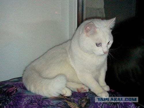 Котейкин вторник! Космический 12.04!