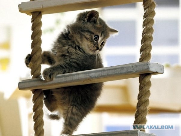 Котовторник!