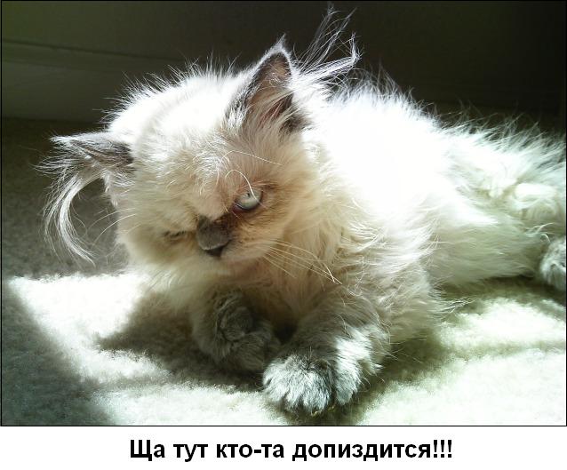 Котовторник 06.12.2011