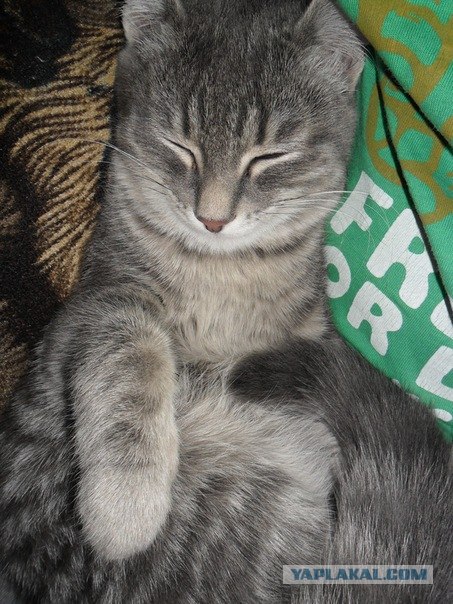Котовторник 20.12.2011