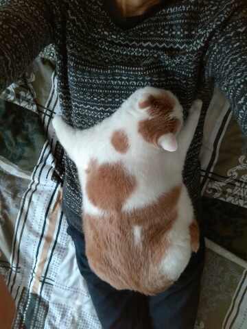 К котовторнику. Почему дома нужен котик