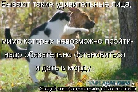 Как на счет собакосреды?