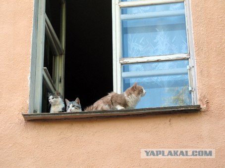 Котовторник 10.04.2012
