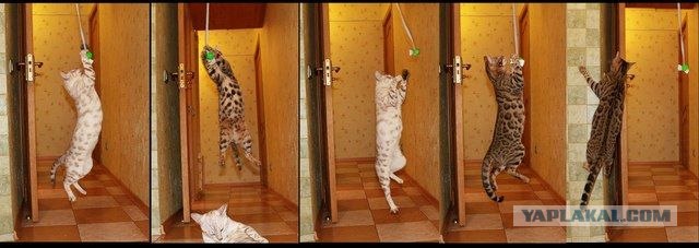 Котовторник   5.06.2012
