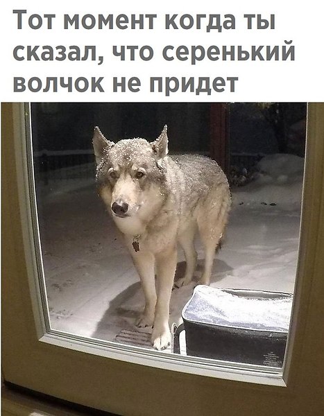 Волк - хищник лесов и степей