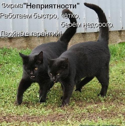 Кот - подлец!