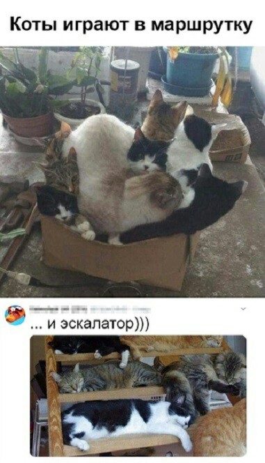 Чудеса рядом