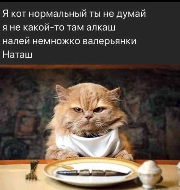 Котомемы
