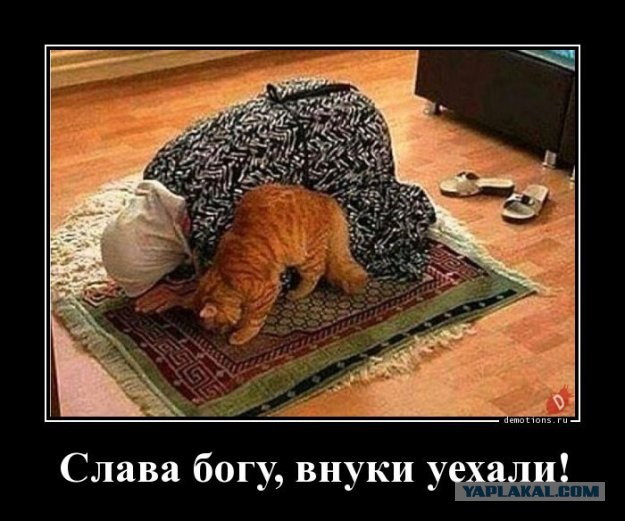 Мои личные котейки к котовторнику!