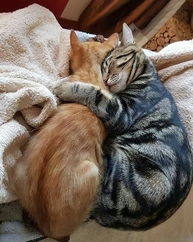 Позы для сна у кошек - что они означают?