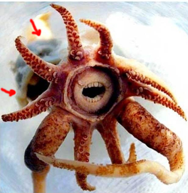 Почему же не стоит связываться с океаном?