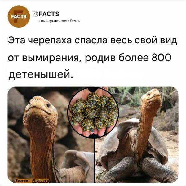 Белый слон и другие картинки