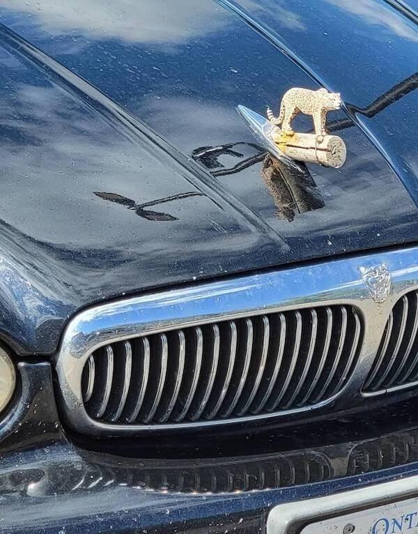 Я всё могу, я всё умею