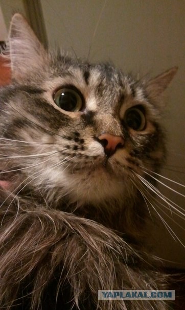 Спасение Котенка