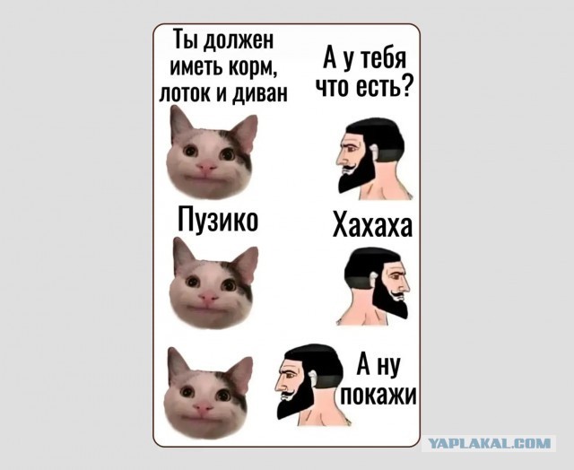 К котовторнику: подборка картинок-баянов с котиками и про котиков. Выпуск 46.