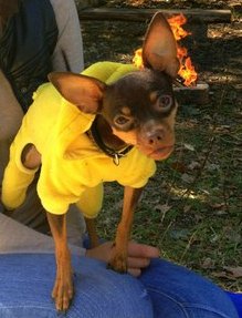 Собакочетверг на 02.01.2014