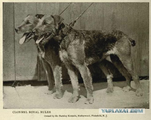 О, my dog