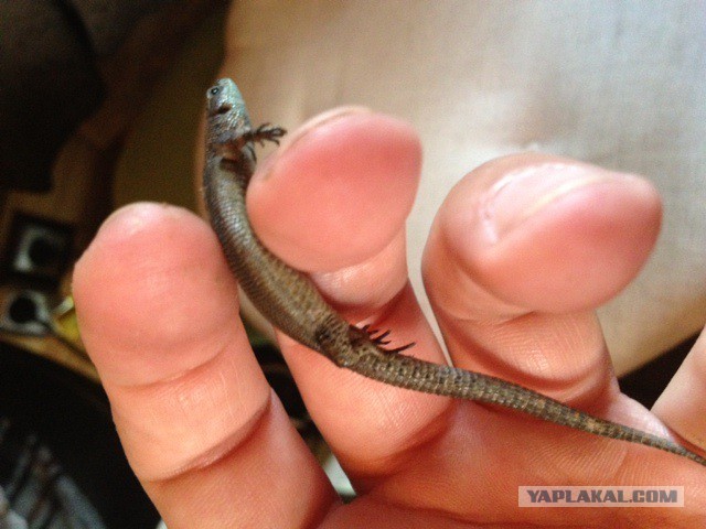 Ящер на подоконнике