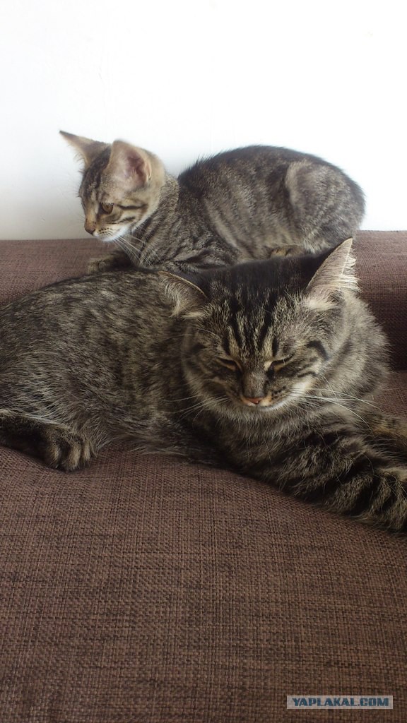Котовторник  08.04.2014