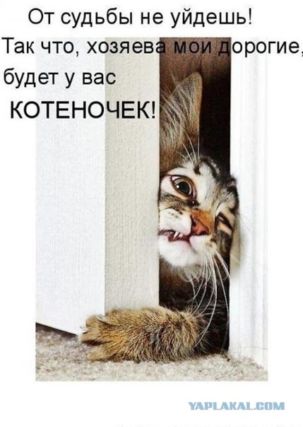 Одно замечательное котосемейство