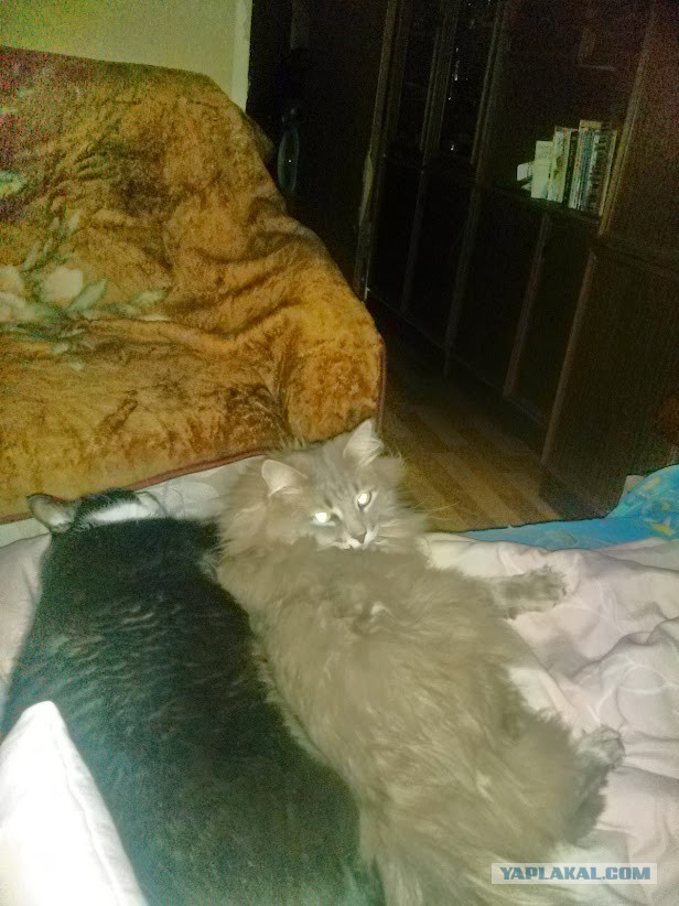 С Котовторником!