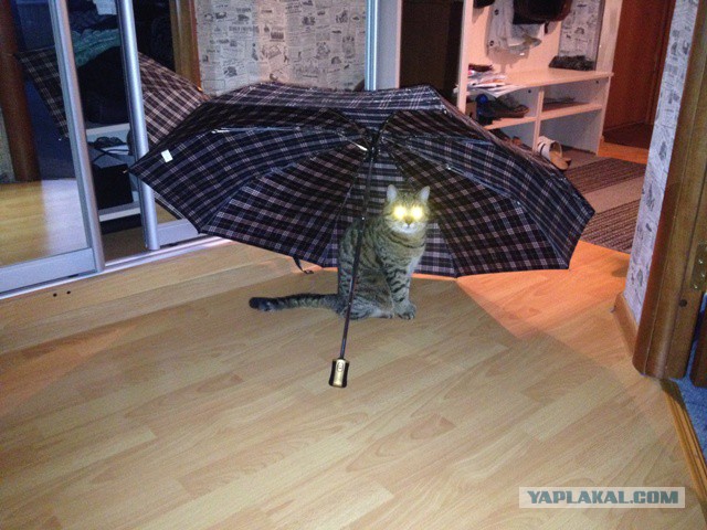 Котовторник 15.07.2014.