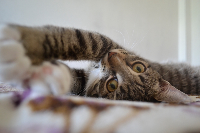 Котовторник 22.07.14