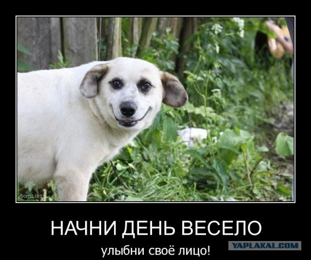 Когда вы плюсуeтe тему в платине