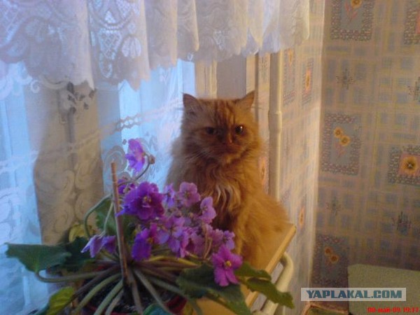 Котовторник 30.09.2014