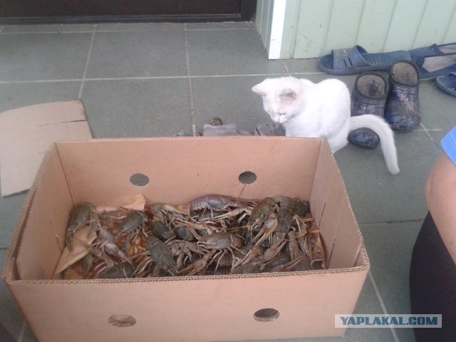 Котовторник 18.11.2014