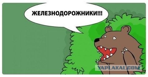 Граждане, не выгуливайте медведей на ж/д путях!